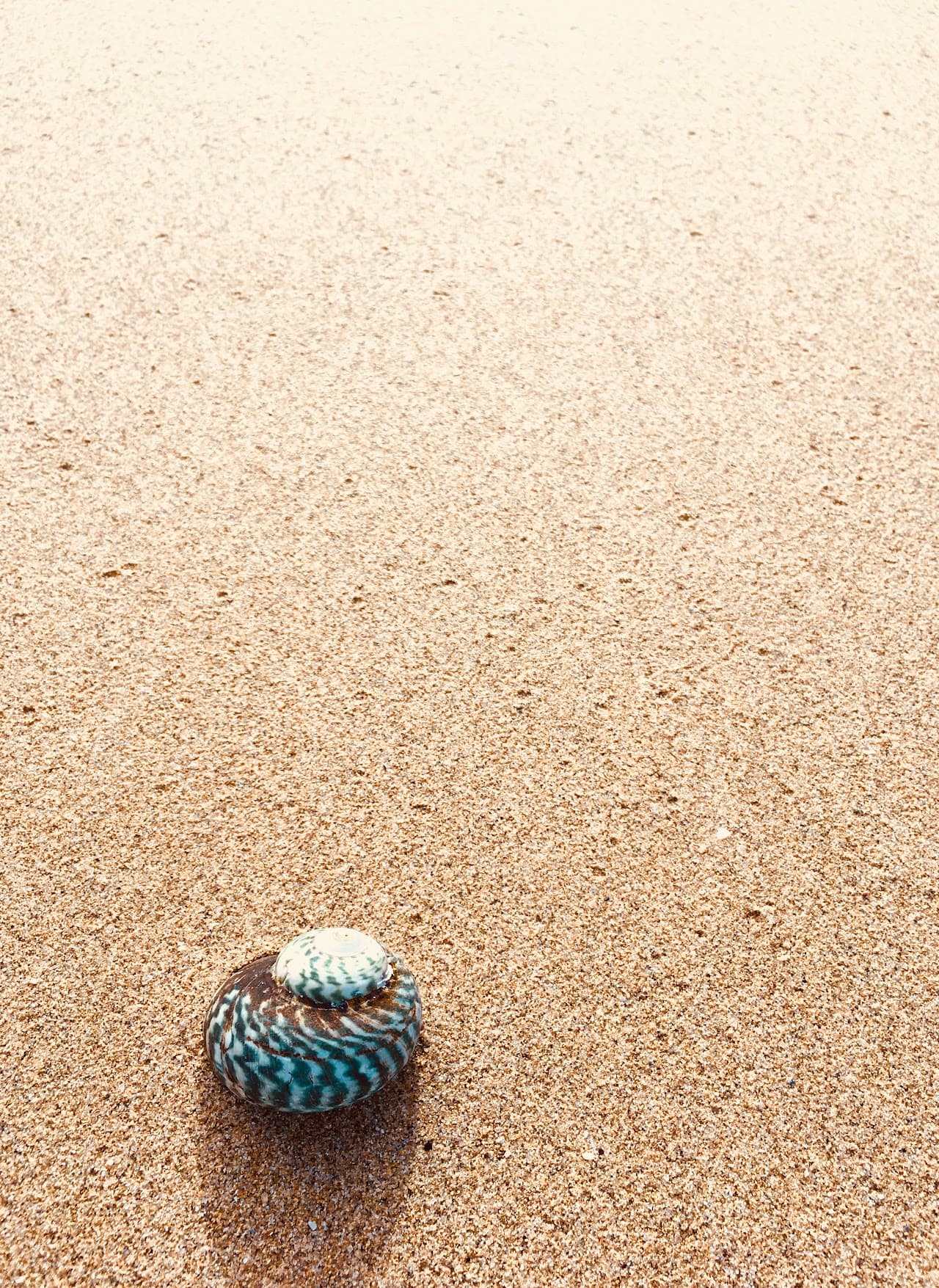 The perfect shell on a perfect sandy beach in Australia