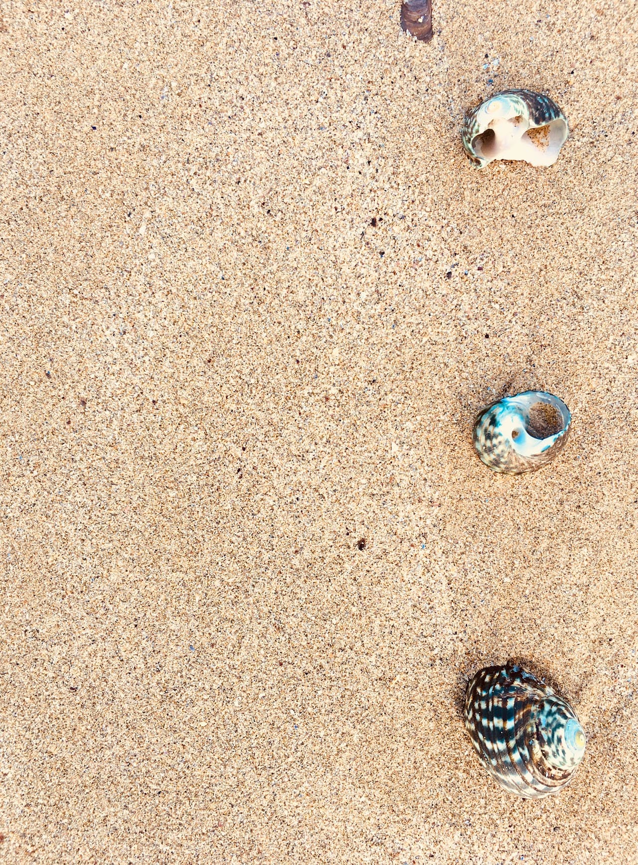 Untouched shells arranged in perfect order on an Australian beach