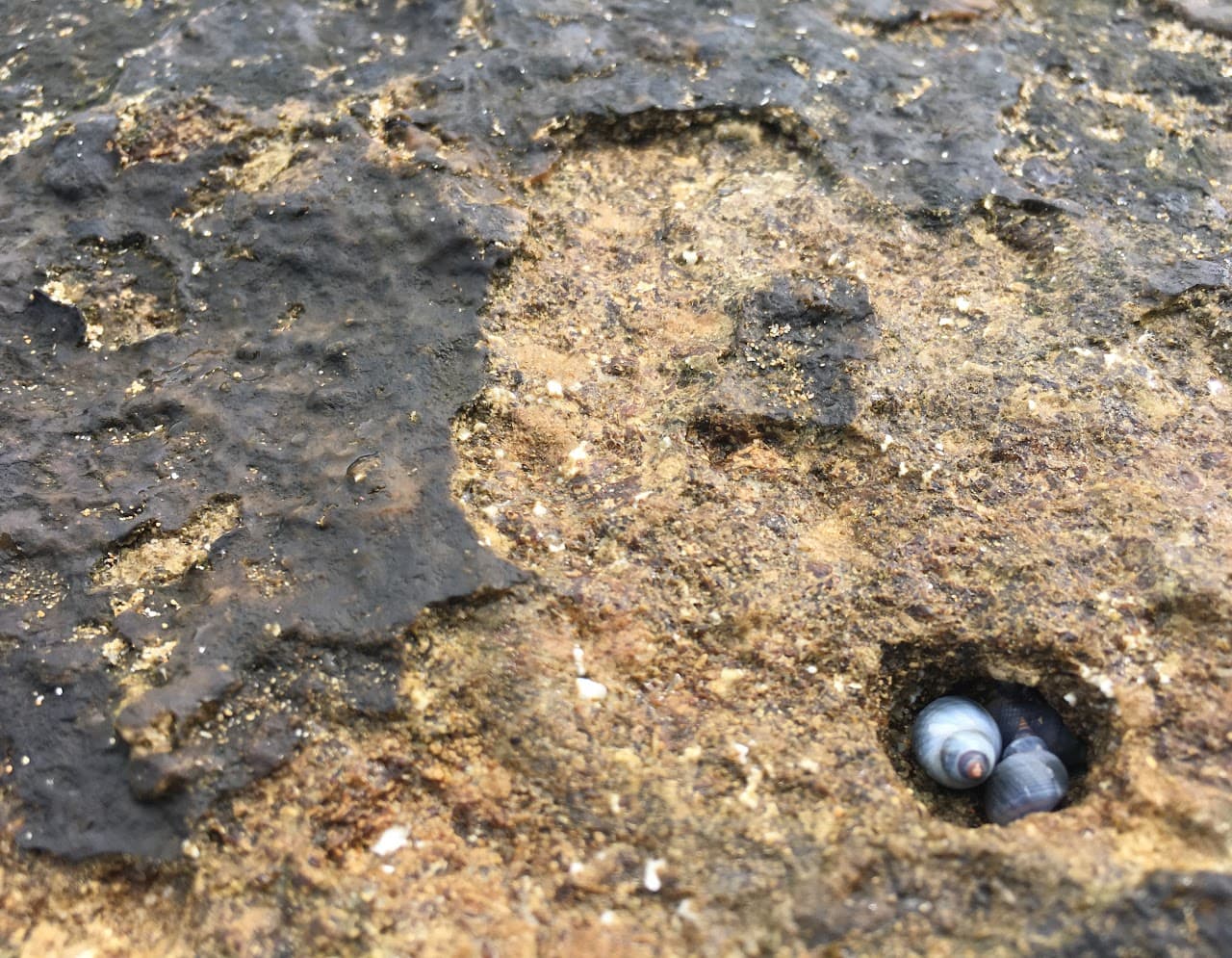 Hiding rock snails on an Australian beach