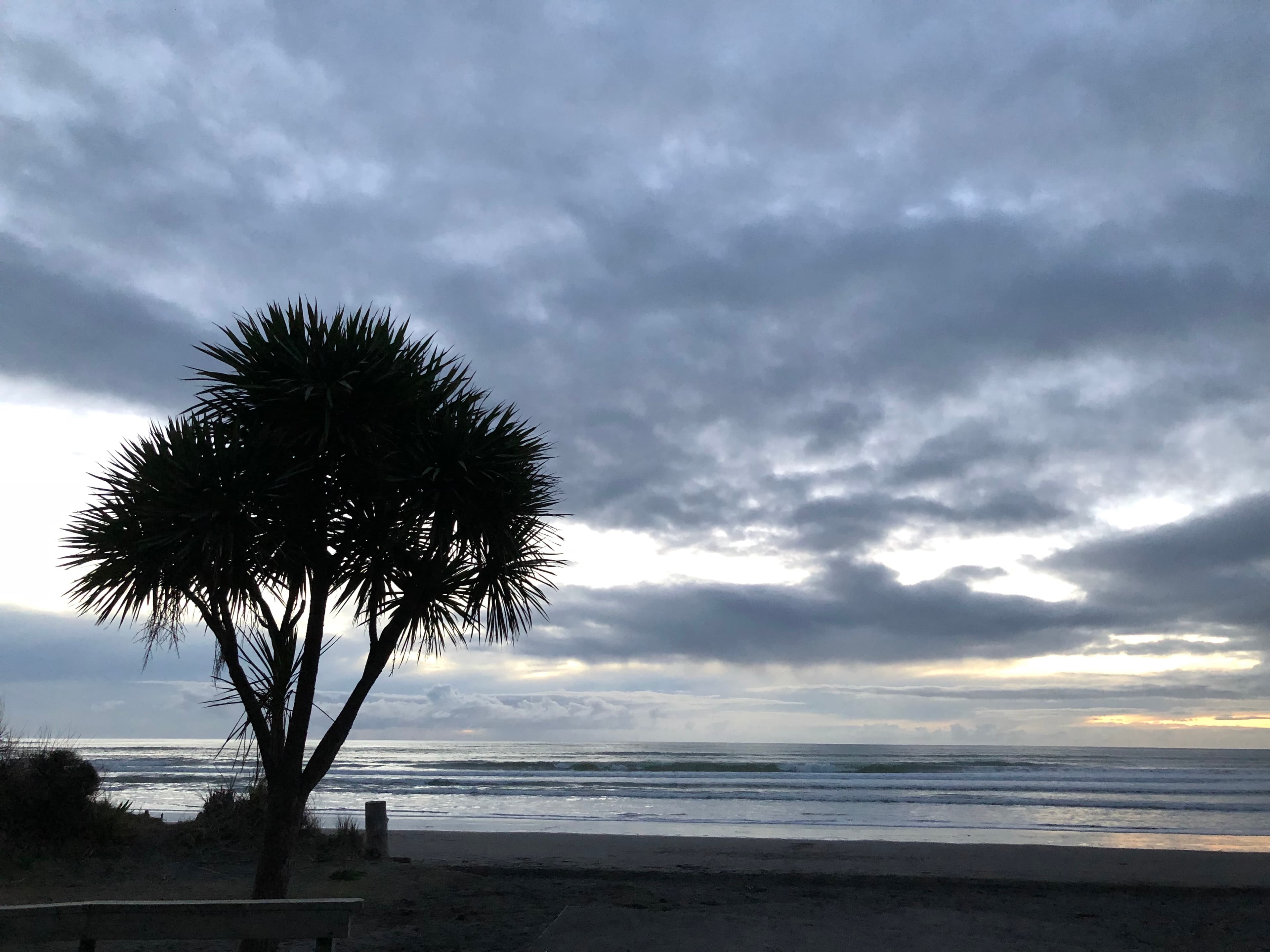 Silhouetted tree on an Australian beach