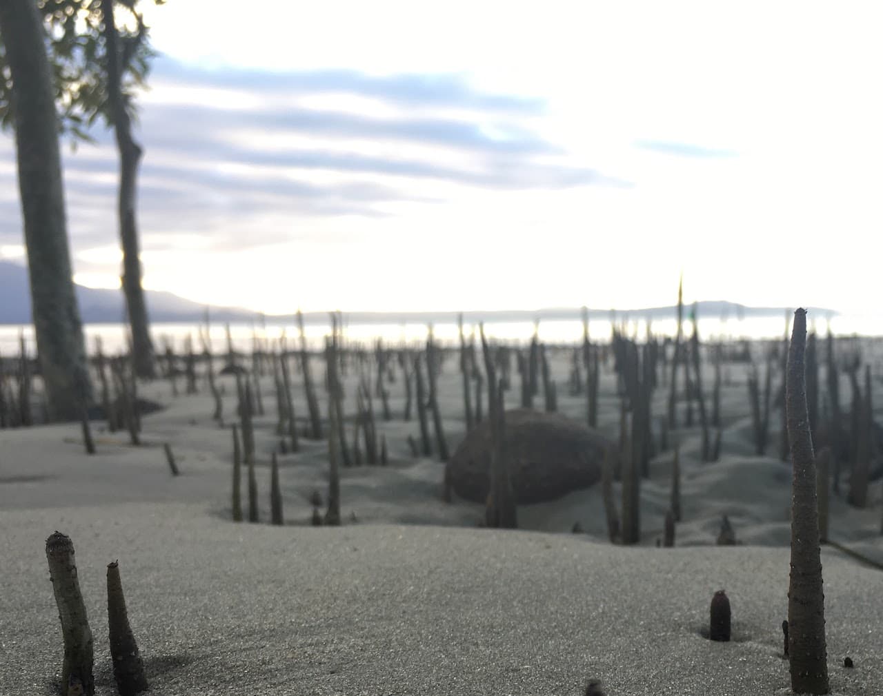 Obscure macro of wobbling tidal plants on an Australian beach