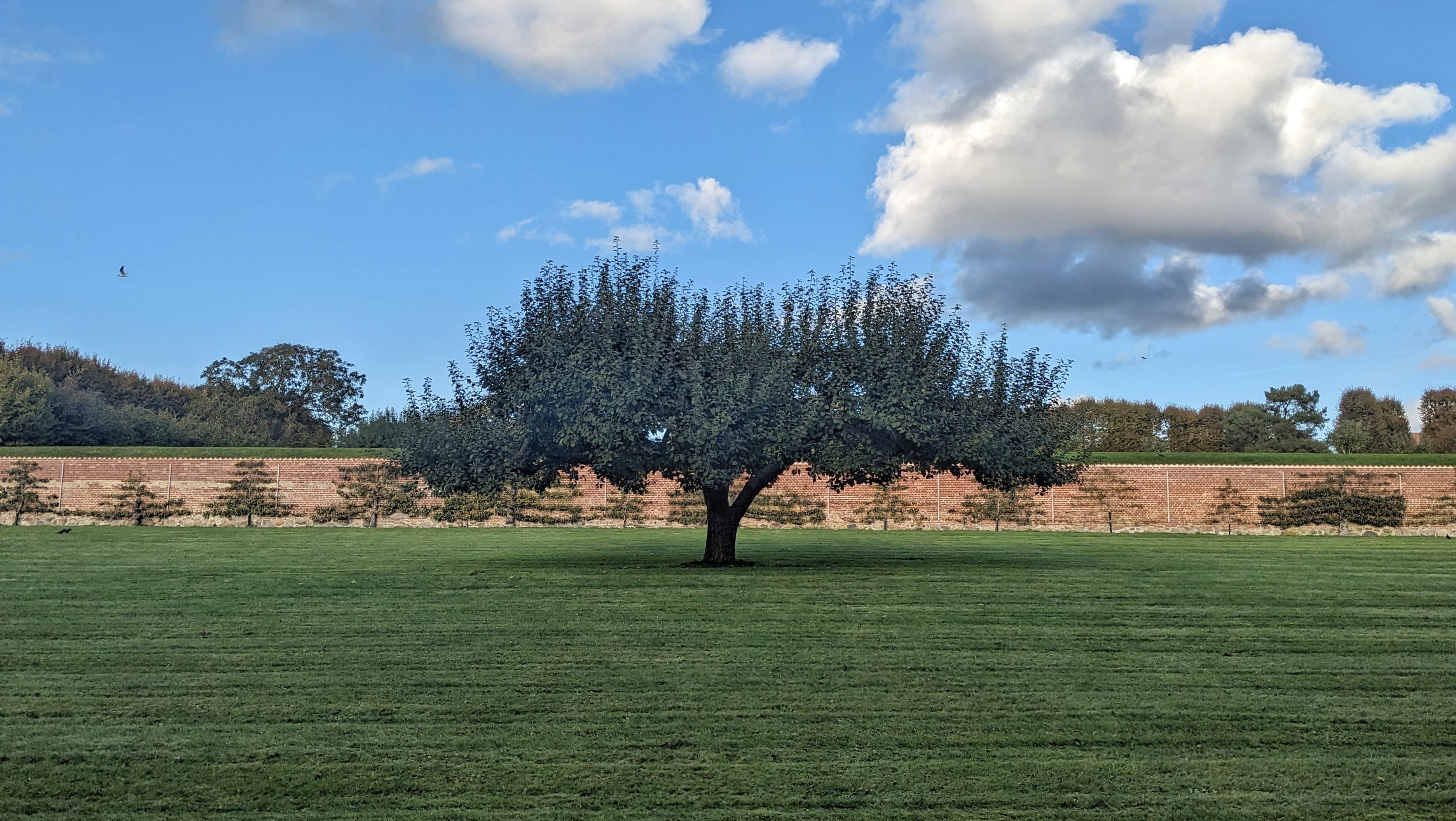 A very wide tree stretches in front of a wall at Frederiksborg Castle