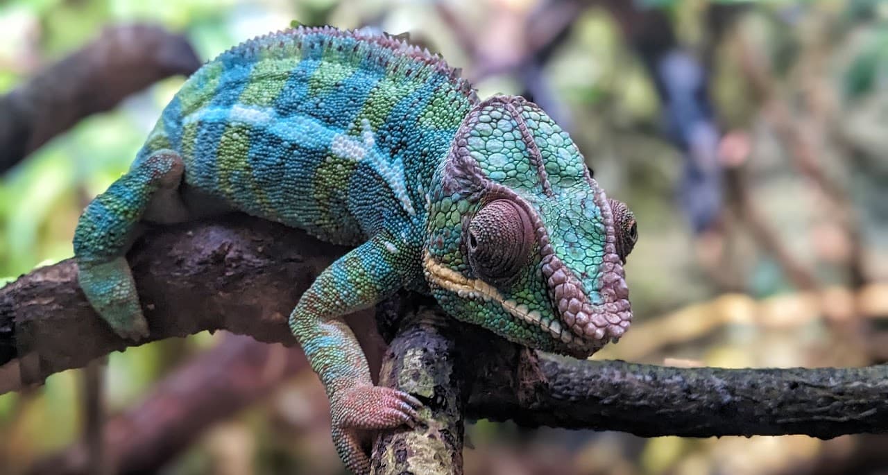 A chameleon looks us in the eye at the Malmö Natural History Museum