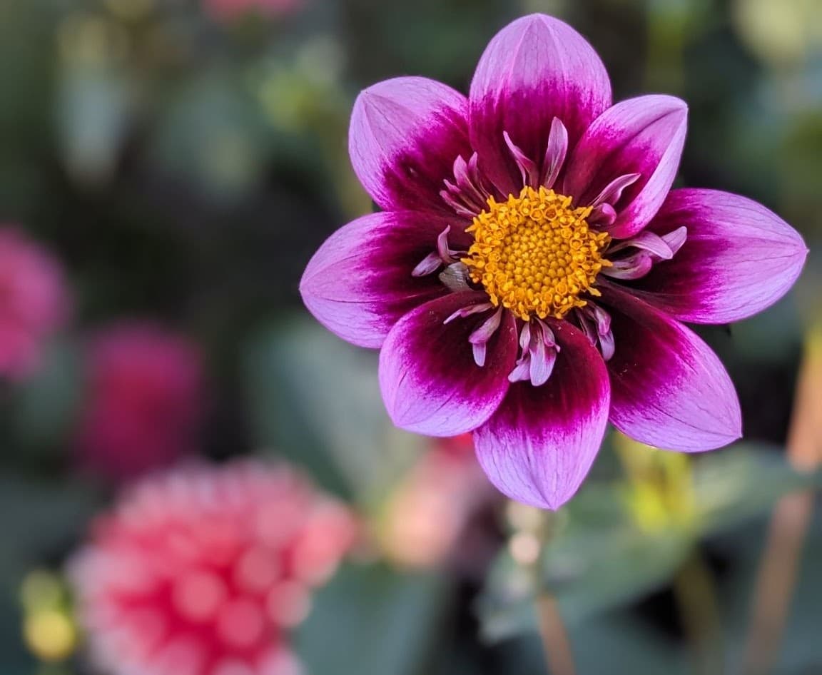 Macro of a perfect violet flower feeling small inside the largest garden in Canada