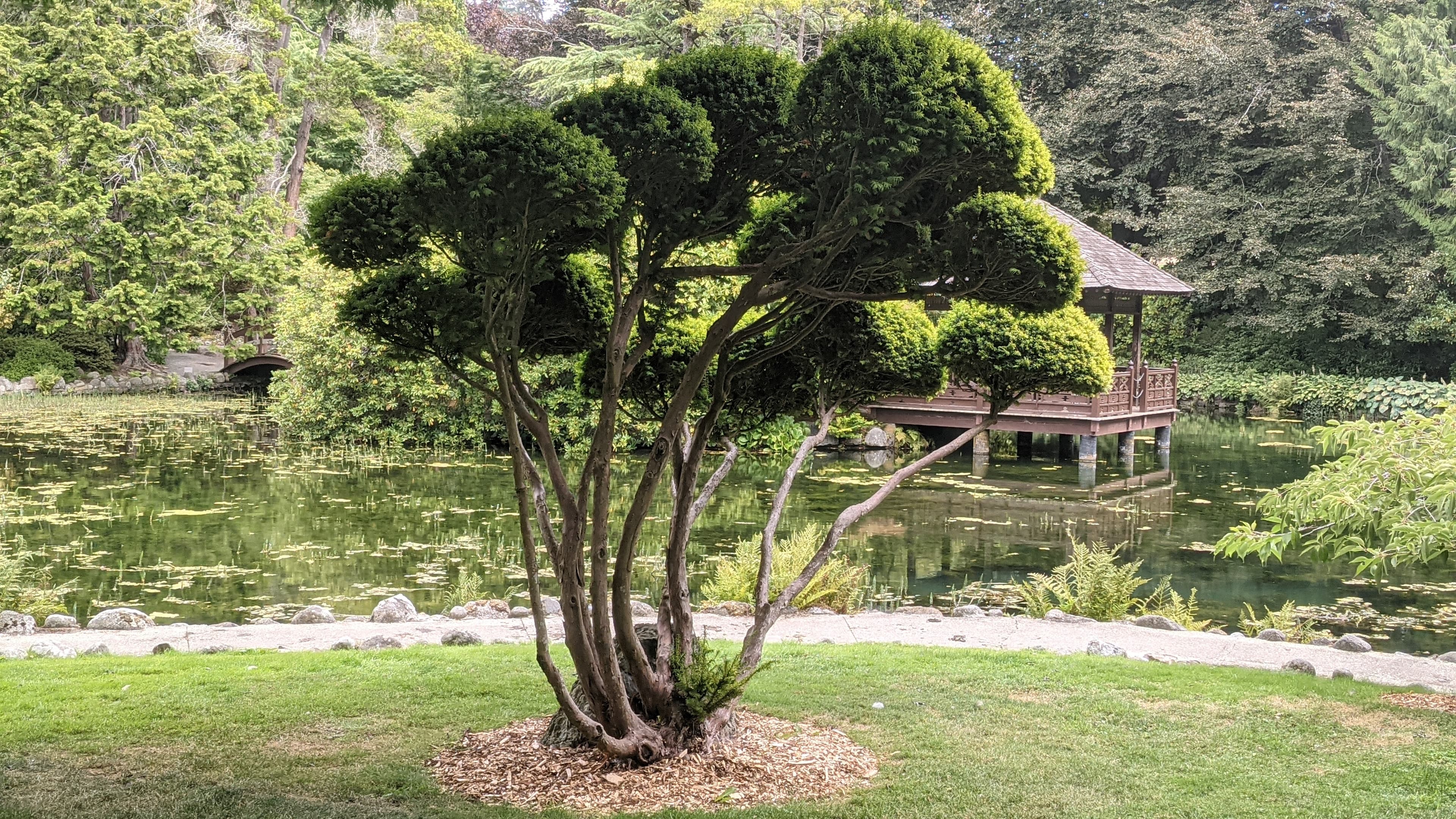 A trimmed Japanese Black Pine is center stage at Hatley Castle's Japanese gardens