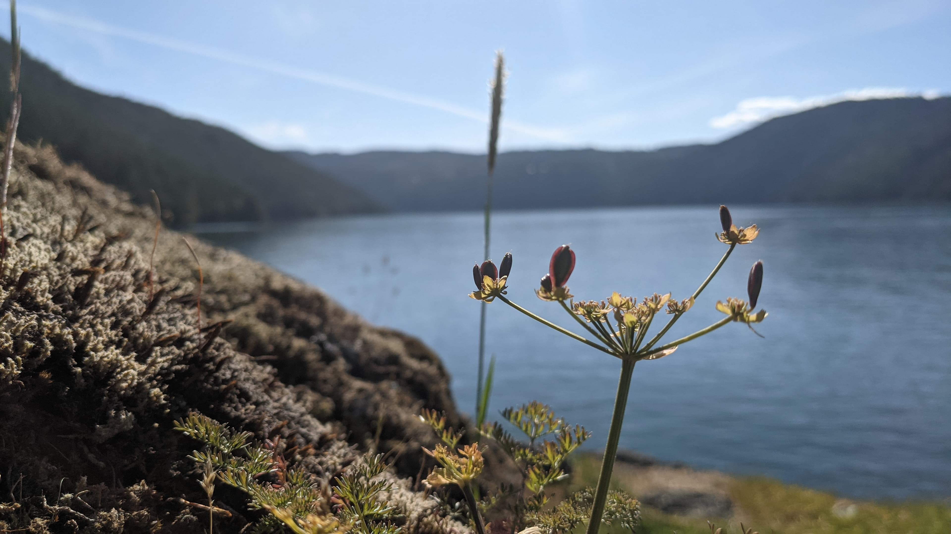 A sprouting plant hogs the view of Vancouver Island's many hills and lakes