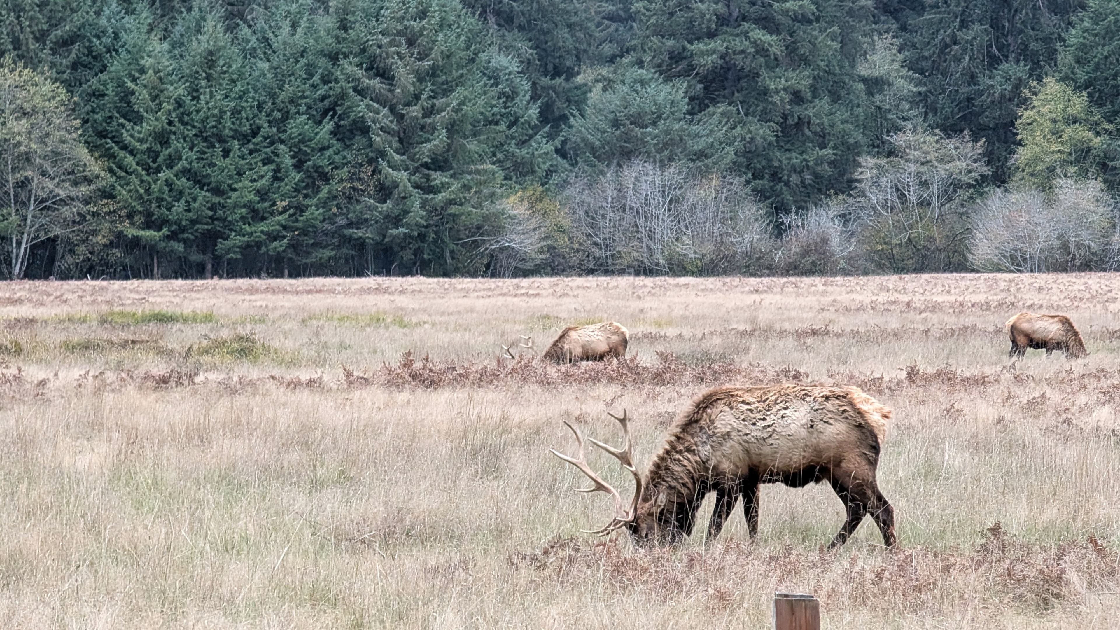 Redwood National Park, USA | 2025 Elk graze among wild grass on a quiet winter afternoon