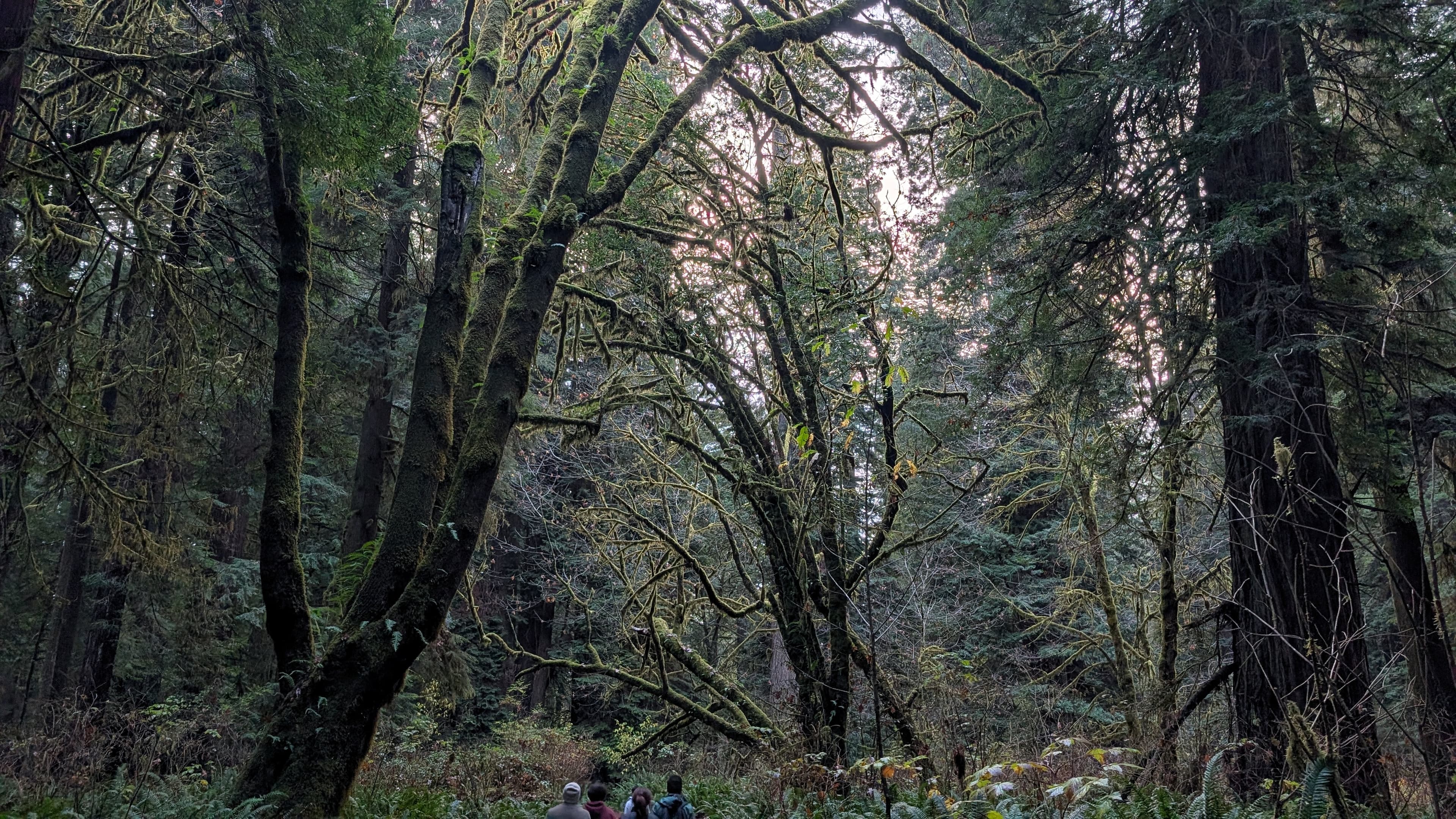 Redwood National Park, USA | 2025 Hikers walk through moss-hugged trees, overlooked by old-growth redwoods